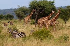 zebras and giraffes herding